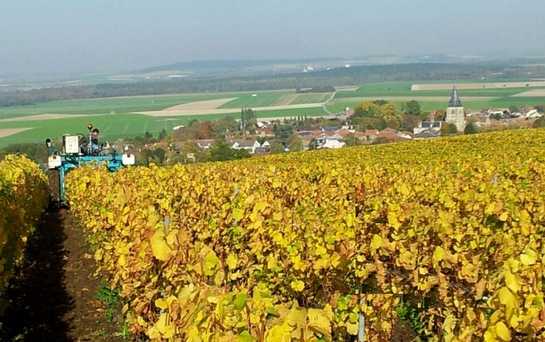 Labour d'automne - Vignes - Champagne